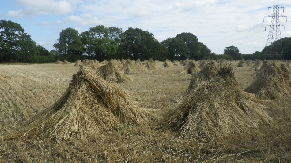 2019-08-18 01 Rumburgh Spexhall Wissett.jpg