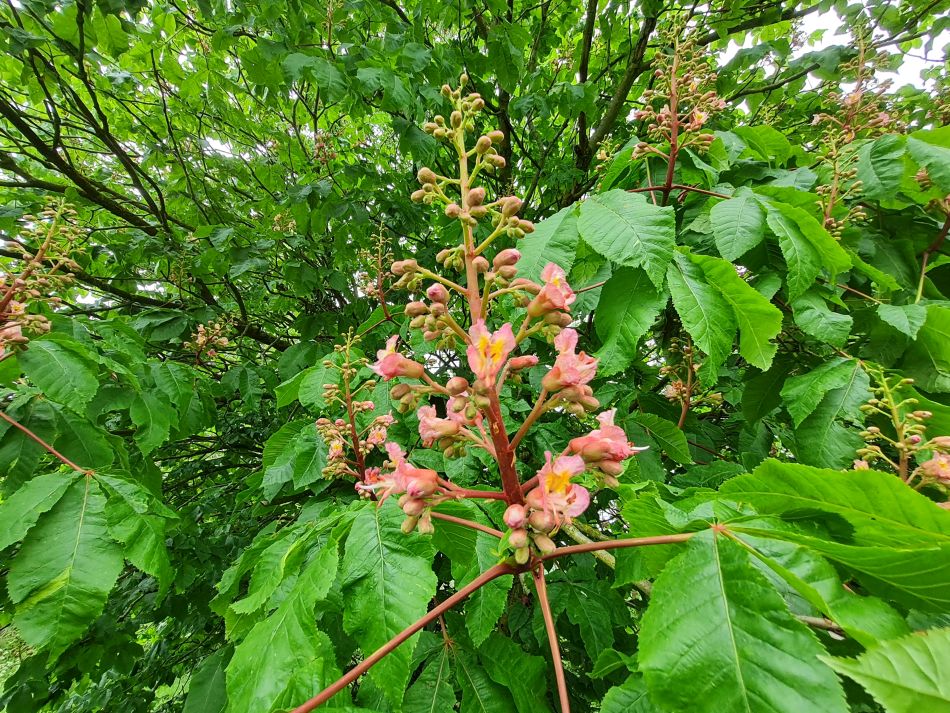 2023-05-14 11 Rumburgh.jpg