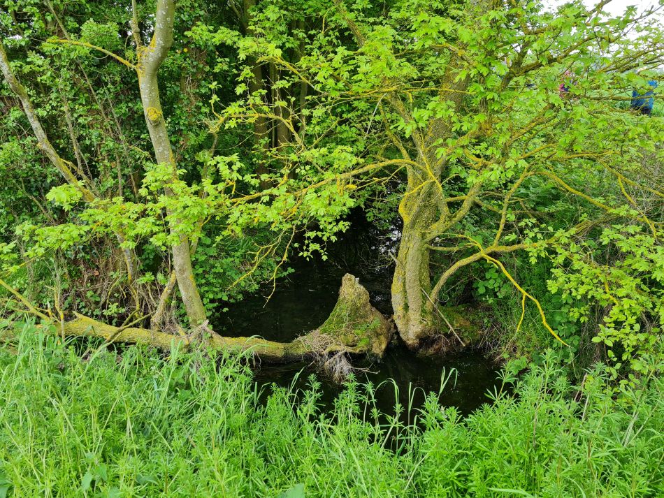 2023-05-14 14 Rumburgh.jpg