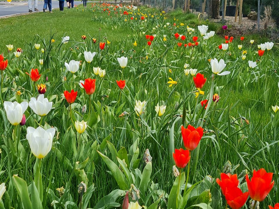 2022-04-15 19 Ringsfield and Weston.jpg