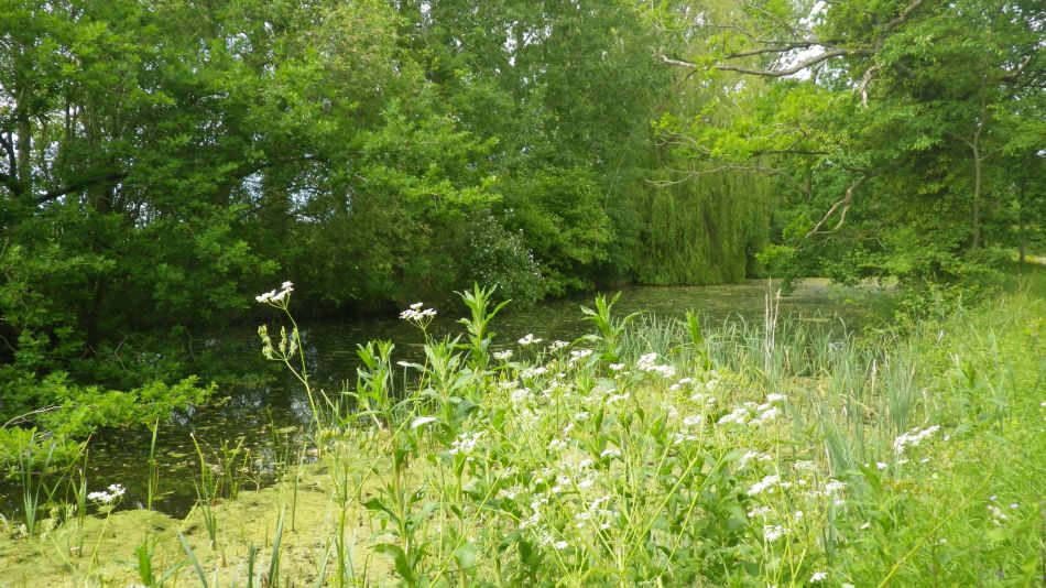 2020-05-26 05 Thorndon and Braiseworth.jpg