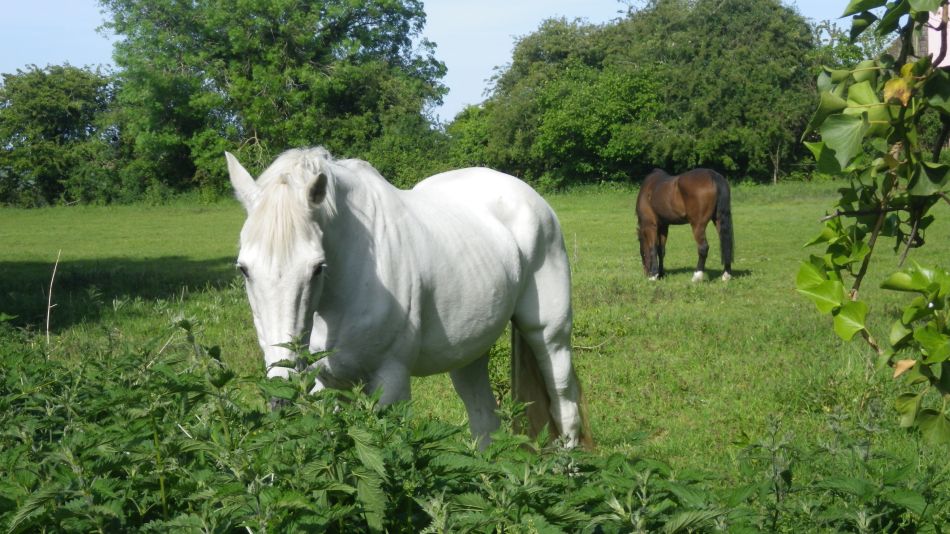 2020-05-26 09 Thorndon and Braiseworth.jpg