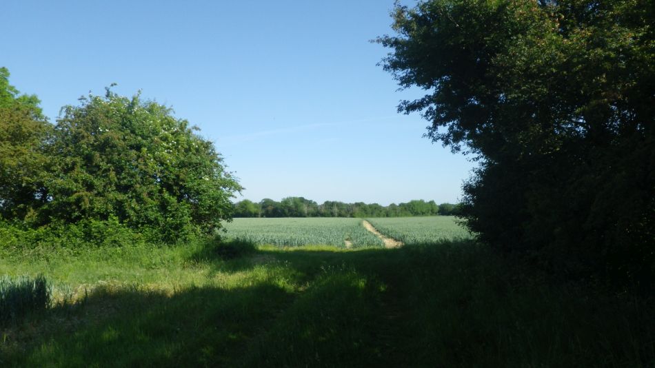 2020-06-01 02 Thorndon and Dale Hill.jpg