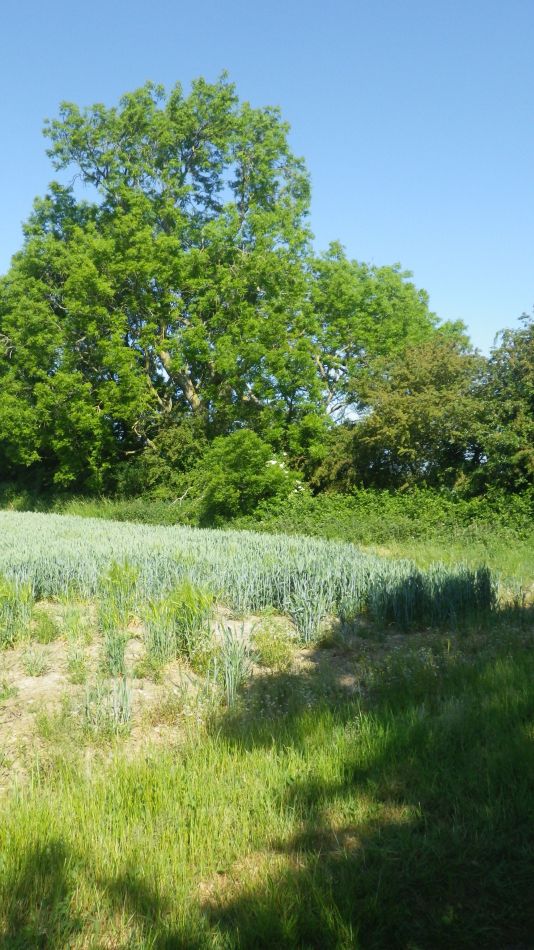 2020-06-01 03 Thorndon and Dale Hill.jpg