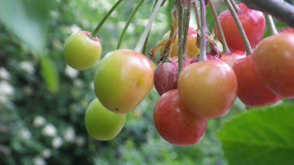 2020-06-04 09 Thorndon and Wetheringset.jpg