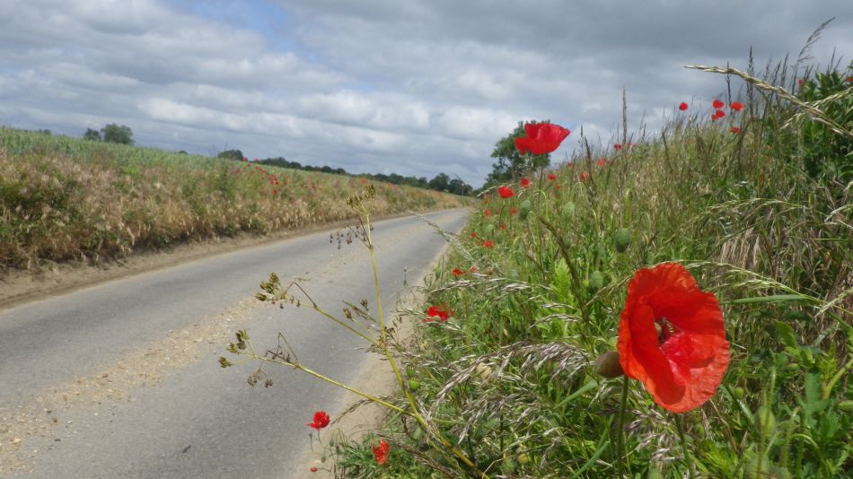 2020-06-08 02 Thorndon Occold Dublin Rishangles.jpg