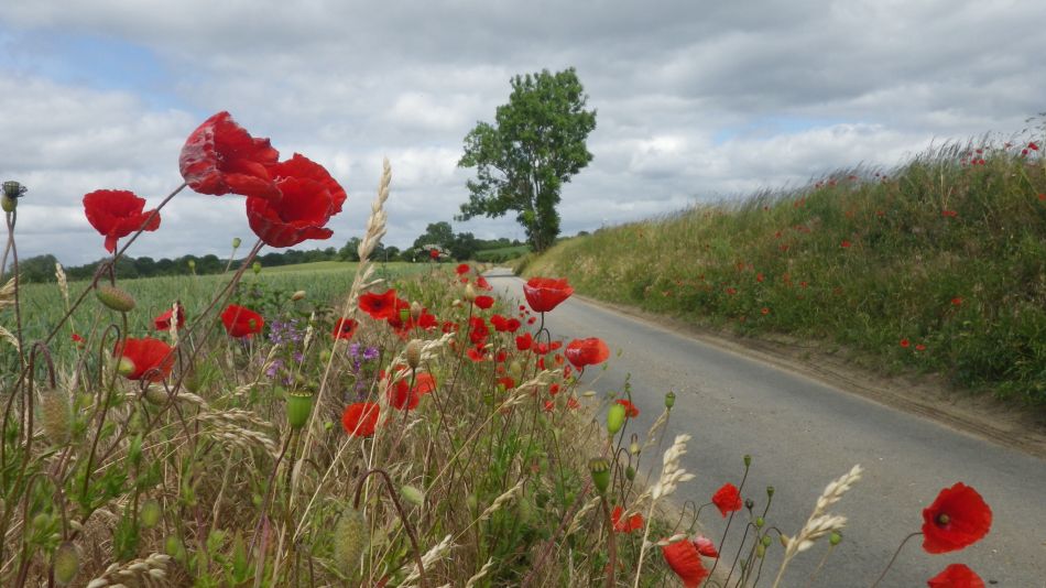 2020-06-08 04 Thorndon Occold Dublin Rishangles.jpg