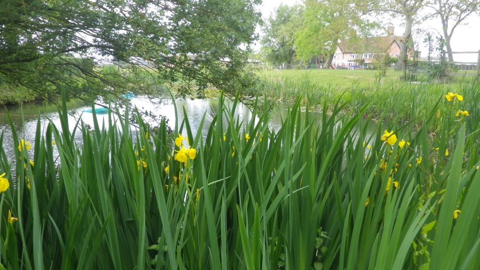 2020-06-08 10 Thorndon Occold Dublin Rishangles.jpg