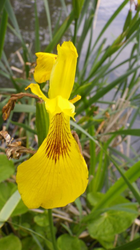 2020-06-08 11 Thorndon Occold Dublin Rishangles.jpg