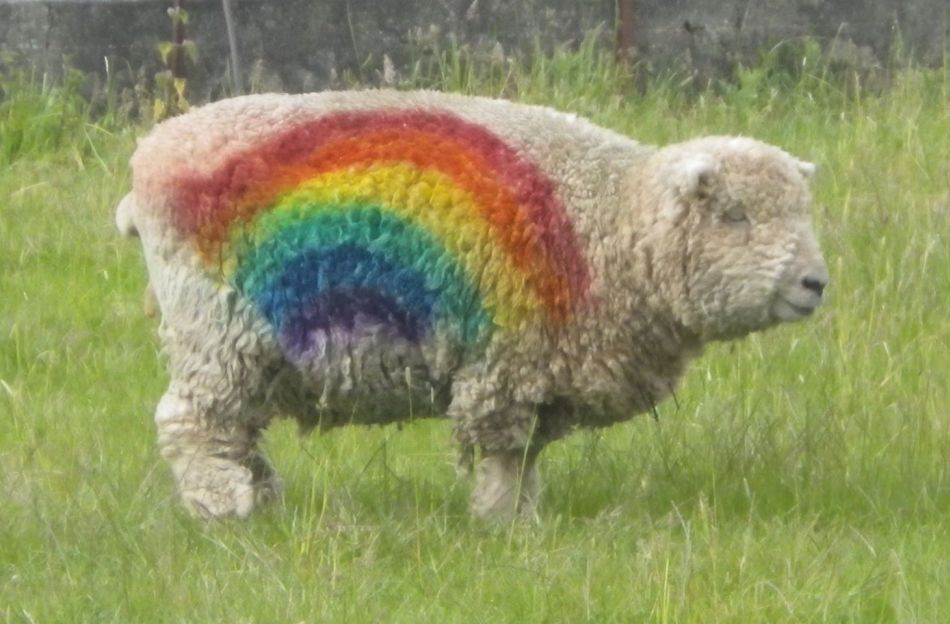 2020-06-08 21 Thorndon Occold Dublin Rishangles.jpg