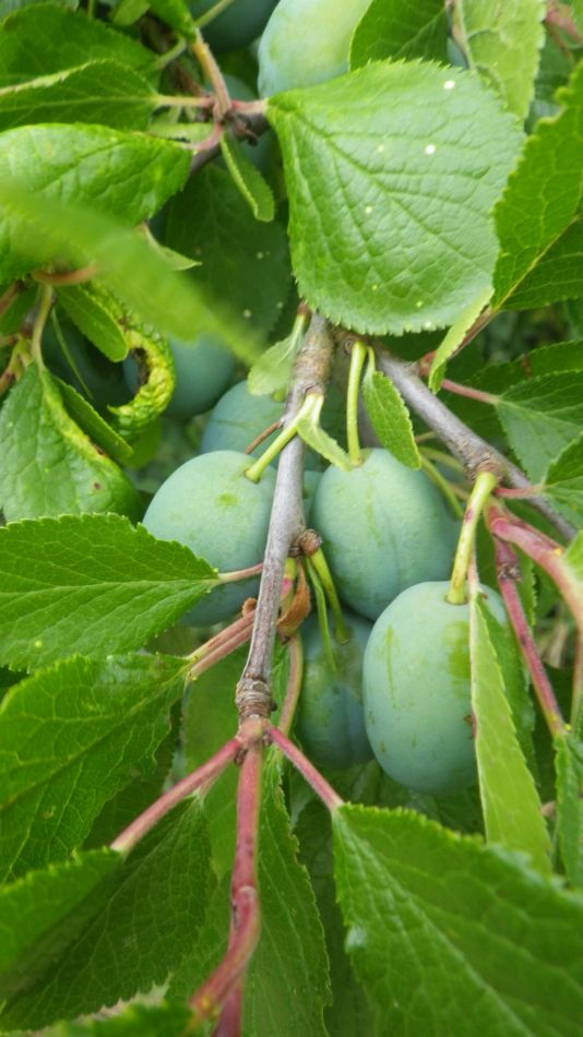 2020-07-04 09 Thorndon Wickham Skeith.jpg