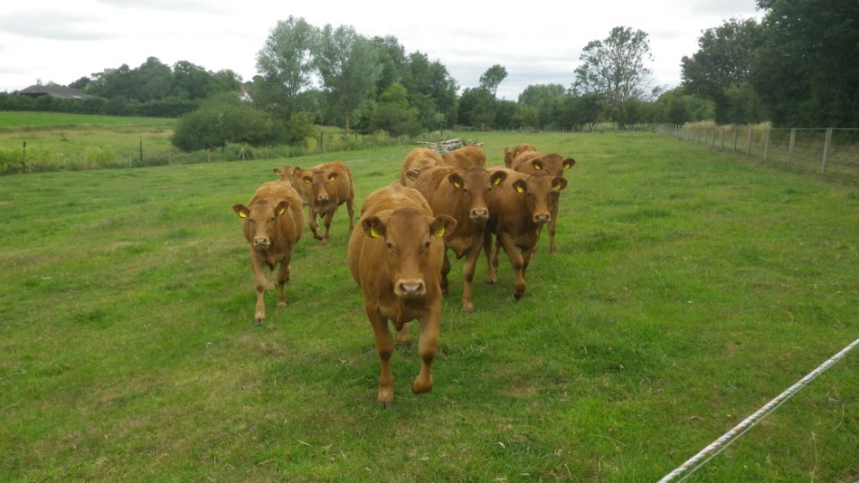 2020-07-04 10 Thorndon Wickham Skeith.jpg