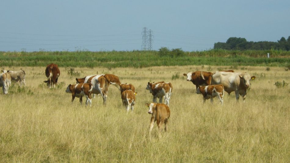 2018-08-02 09 Thurlton.jpg