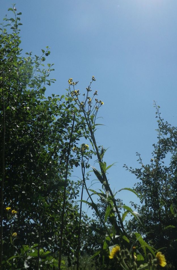 2018-08-02 10 Thurlton.jpg