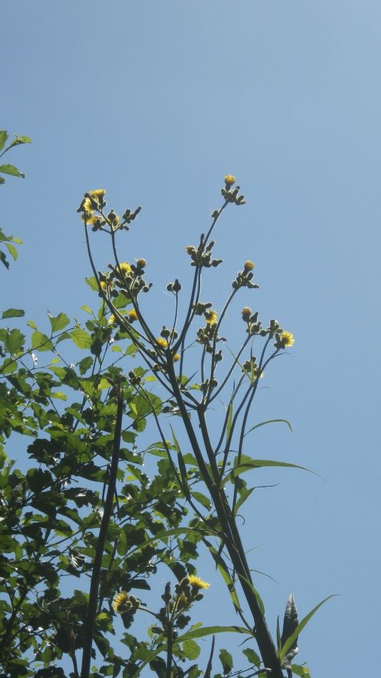 2018-08-02 11 Thurlton.jpg