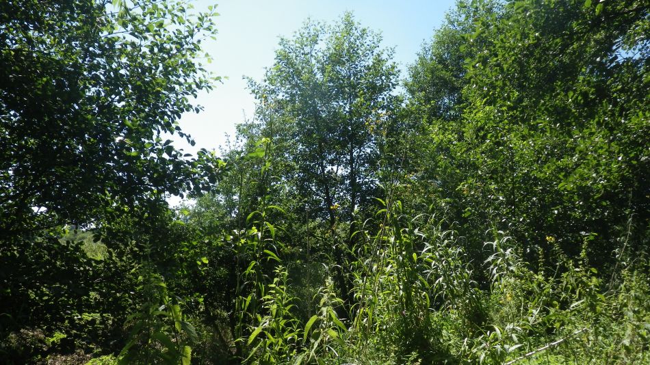 2018-08-02 12 Thurlton.jpg