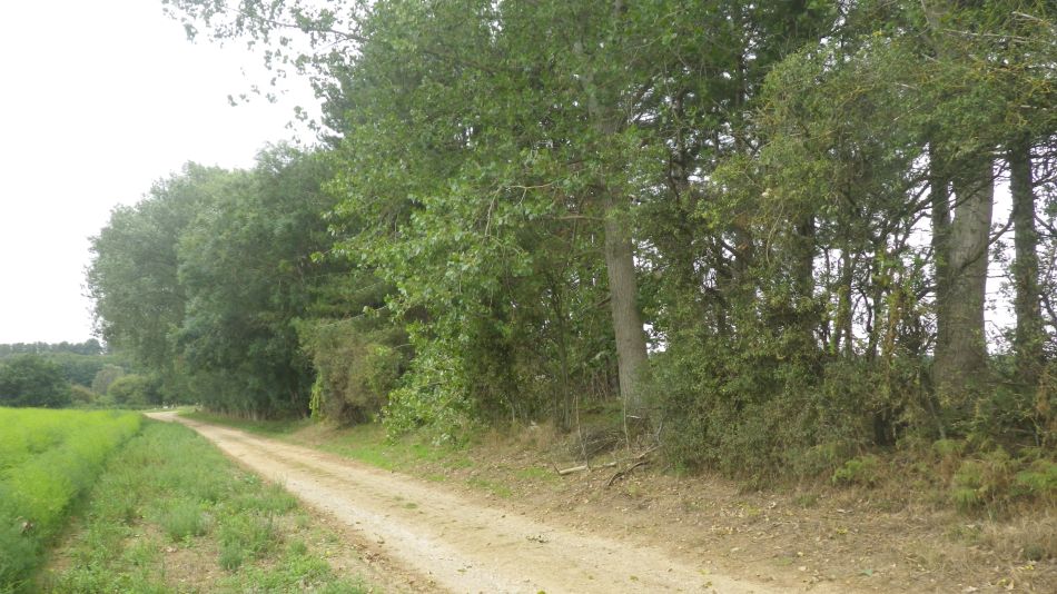 2020-09-03 03 Sandlings 6 - Butley.jpg