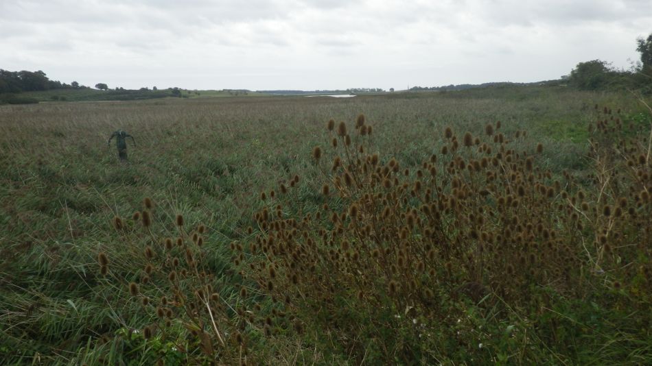 2020-09-03 05 Sandlings 6 - Butley.jpg