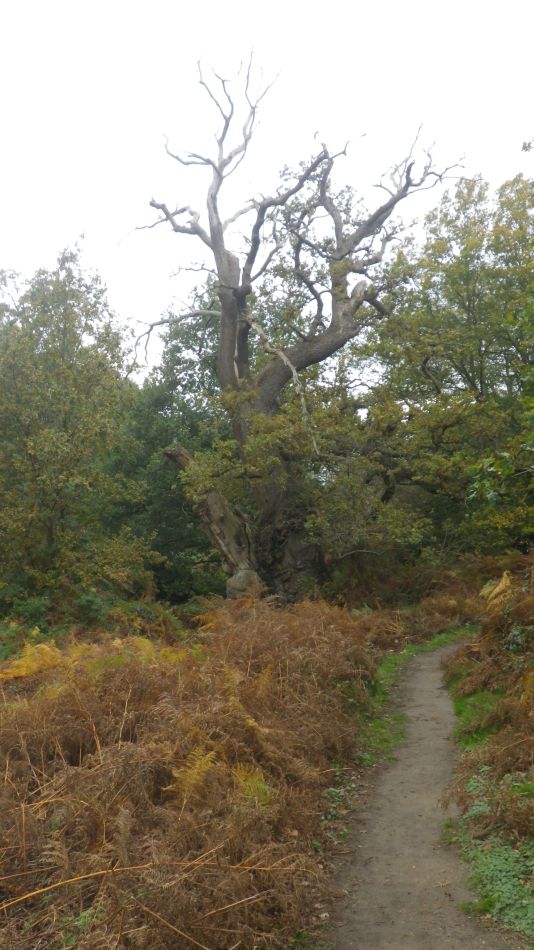 2020-09-06 17 Pin Mill and Wherstead.jpg