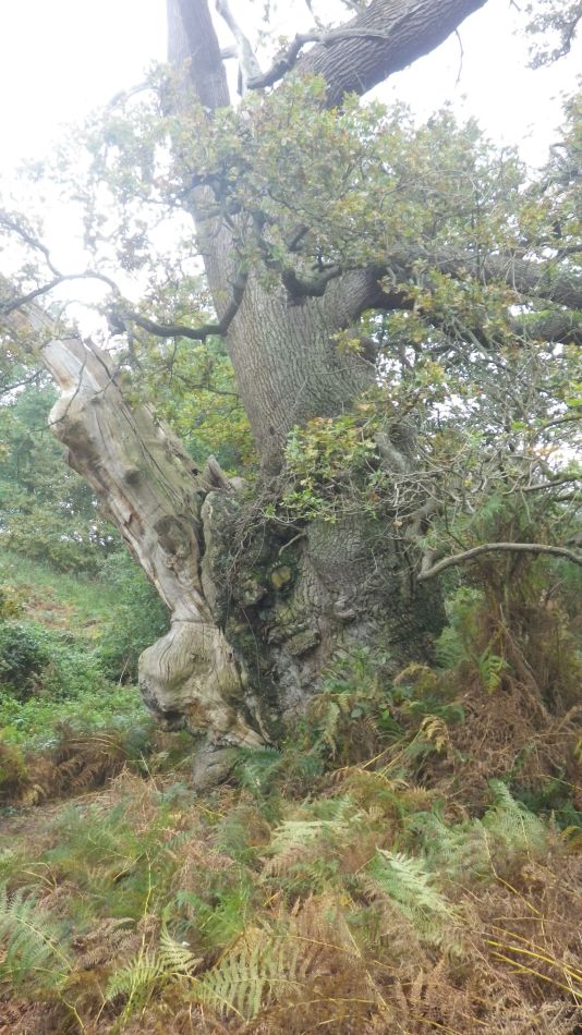 2020-09-06 18 Pin Mill and Wherstead.jpg