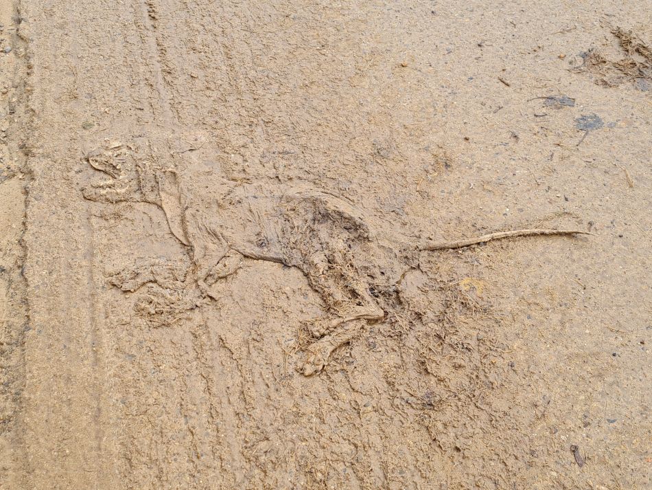 2020-10-01 11 Shingle Street.jpg