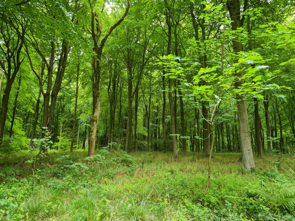 2022-09-18 10 West Woods.jpg