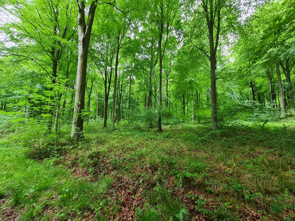 2022-09-18 12 West Woods.jpg