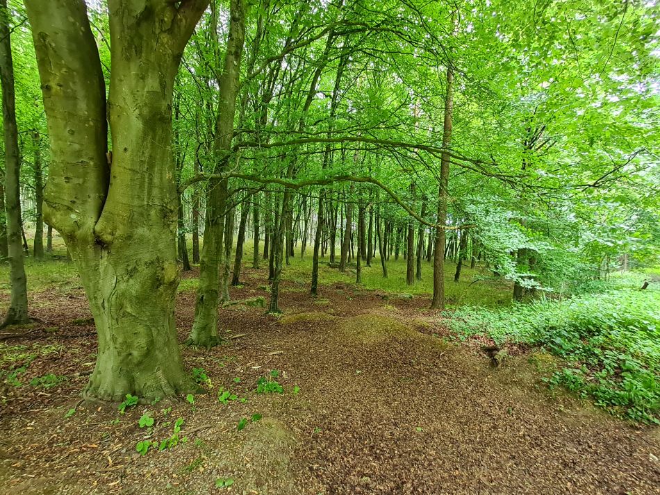 2022-09-18 13 West Woods.jpg