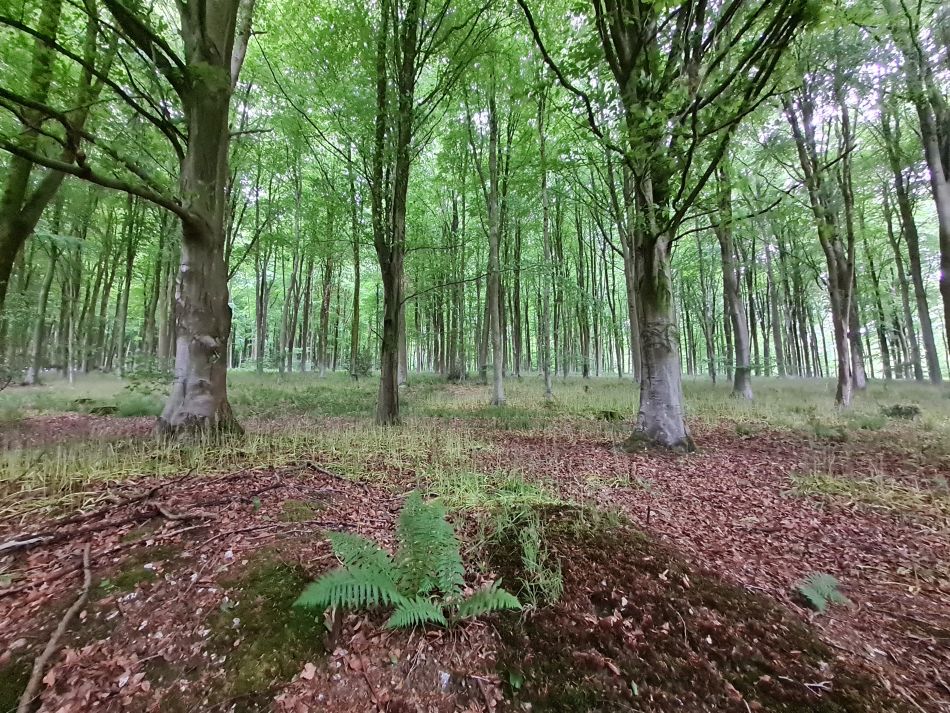 2022-09-18 15 West Woods.jpg