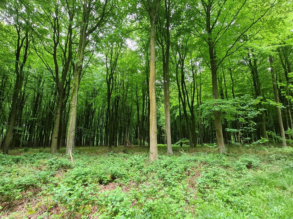 2022-09-18 16 West Woods.jpg