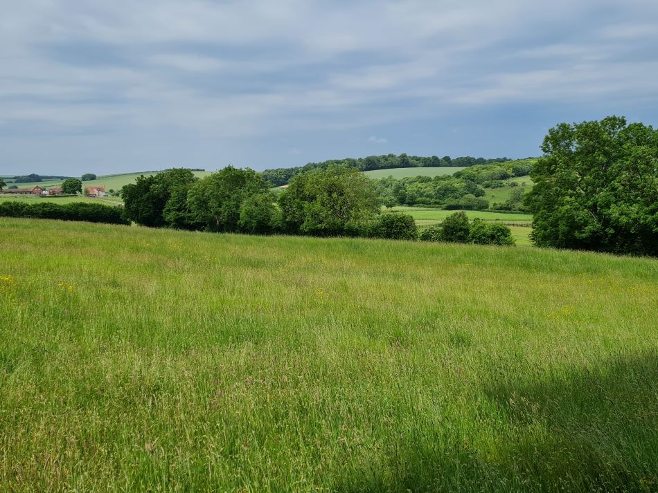 2022-09-18 18 West Woods.jpg