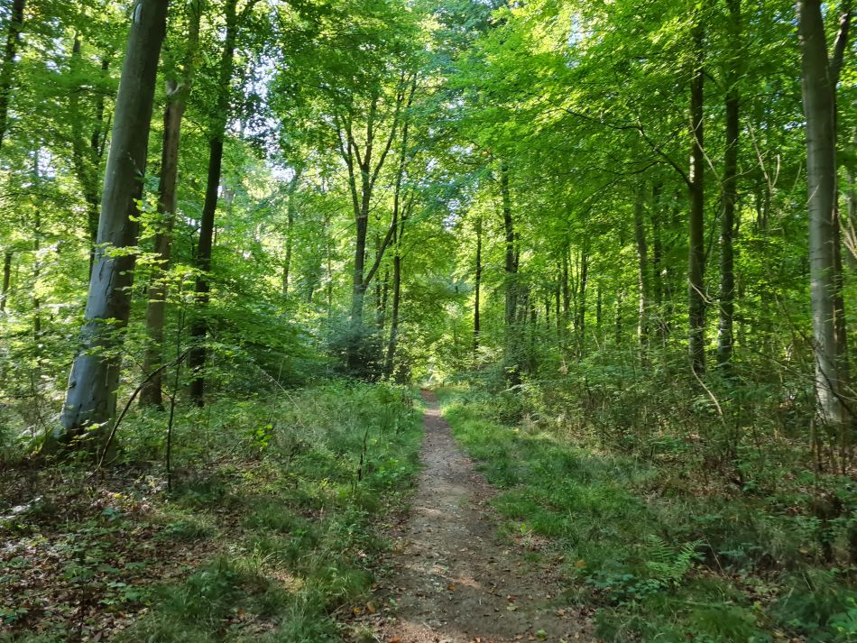 2022-09-25 05 West Woods.jpg