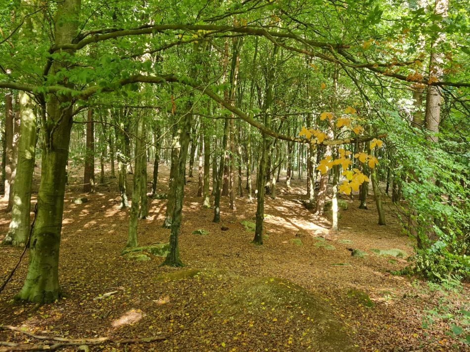 2022-09-25 06 West Woods.jpg