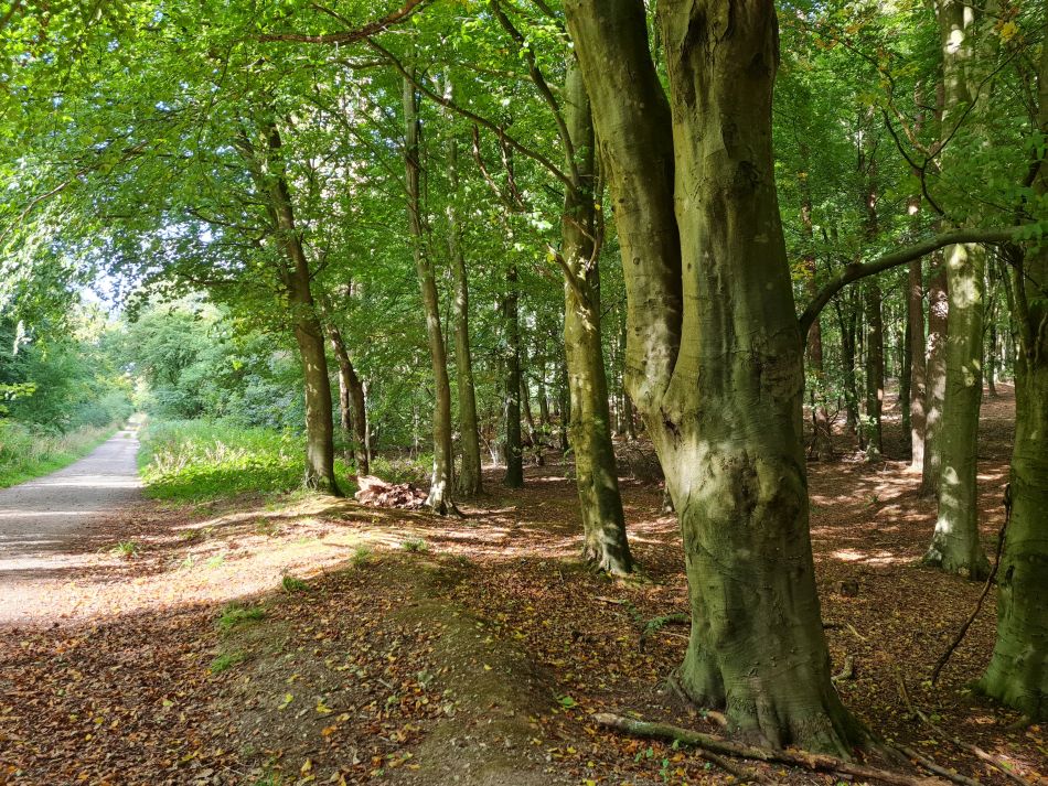 2022-09-25 07 West Woods.jpg