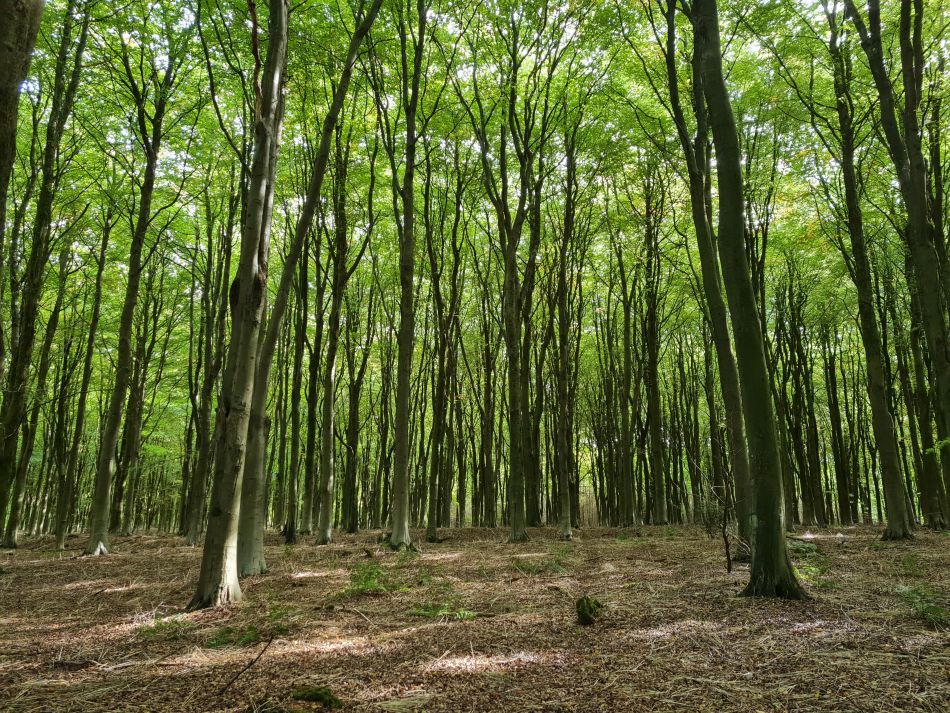 2022-09-25 08 West Woods.jpg