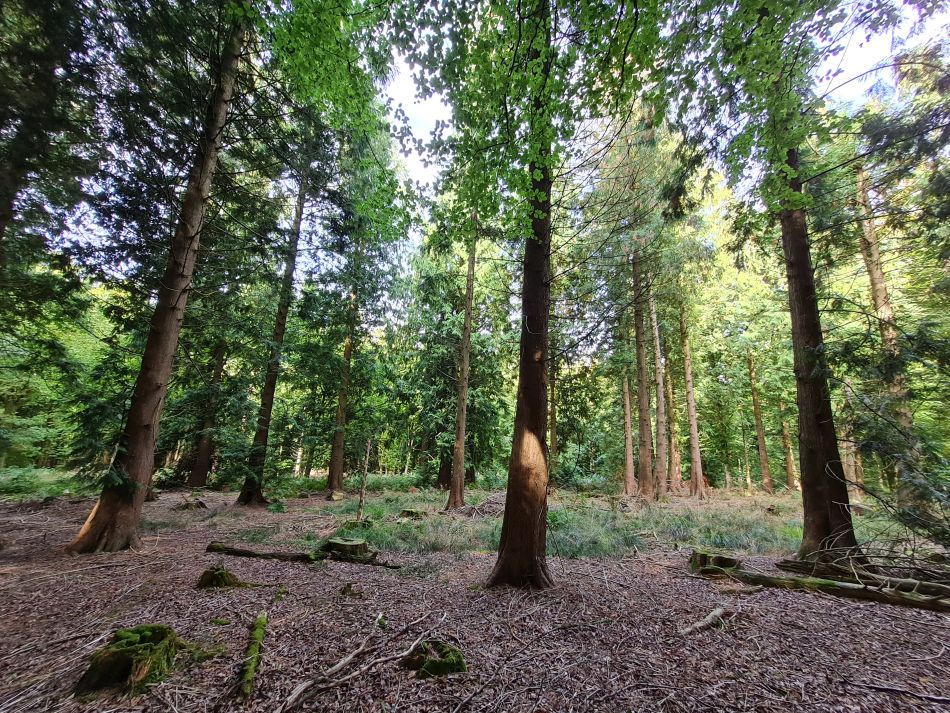 2022-09-25 10 West Woods.jpg