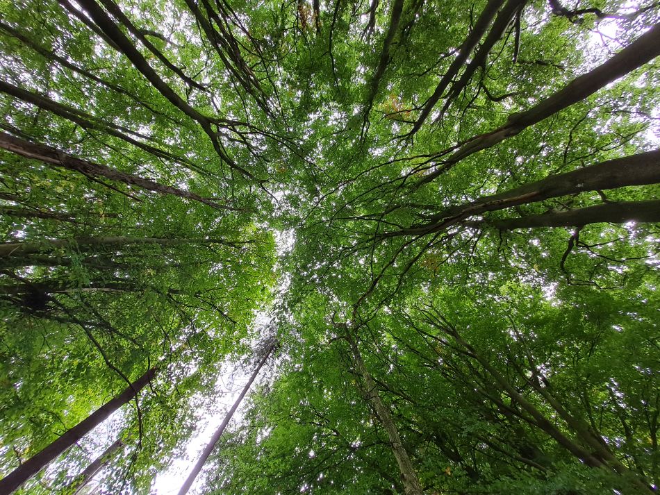 2022-09-25 17 West Woods.jpg