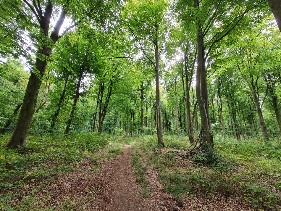 2022-09-25 18 West Woods.jpg