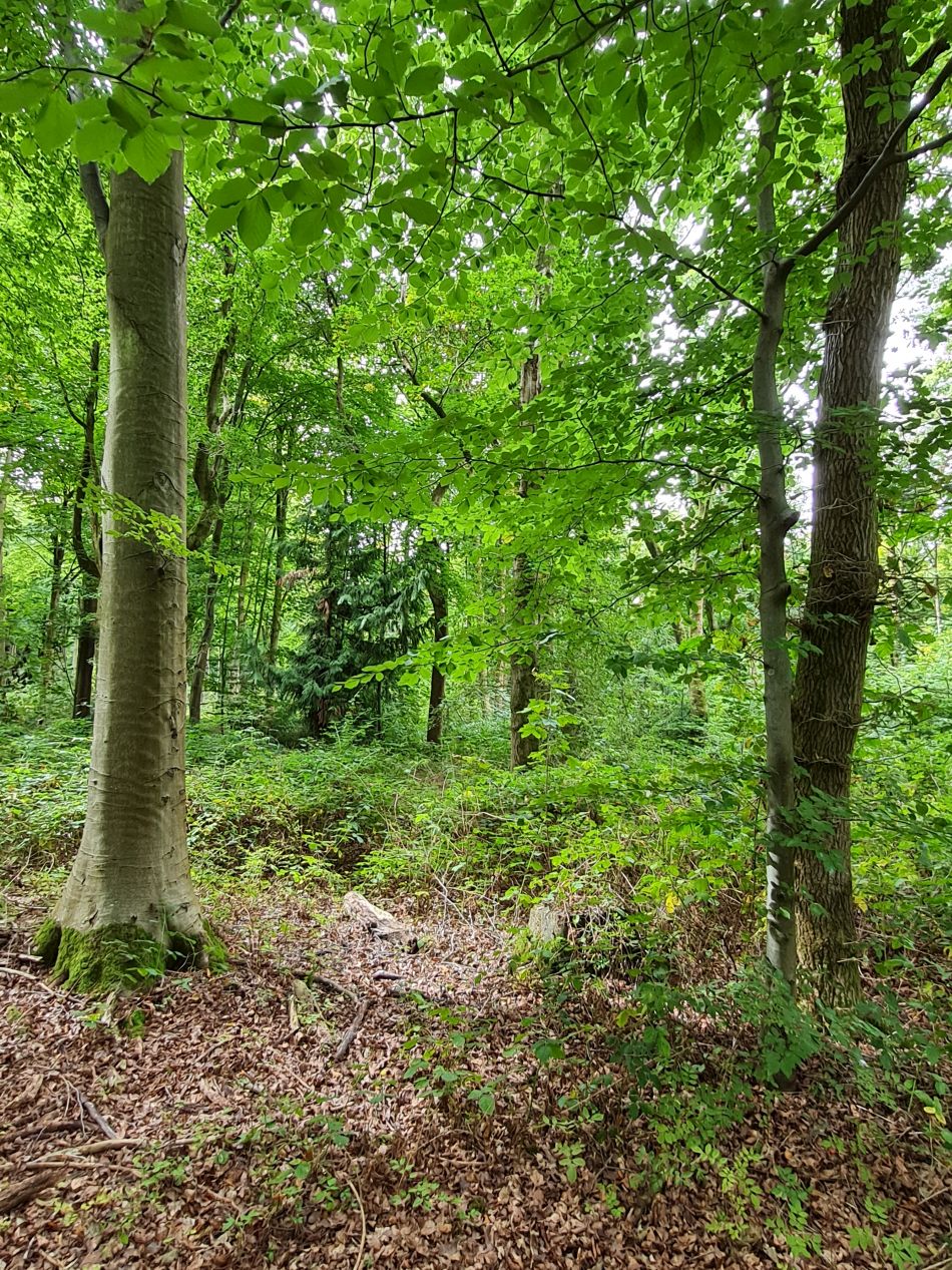 2022-09-25 19 West Woods.jpg