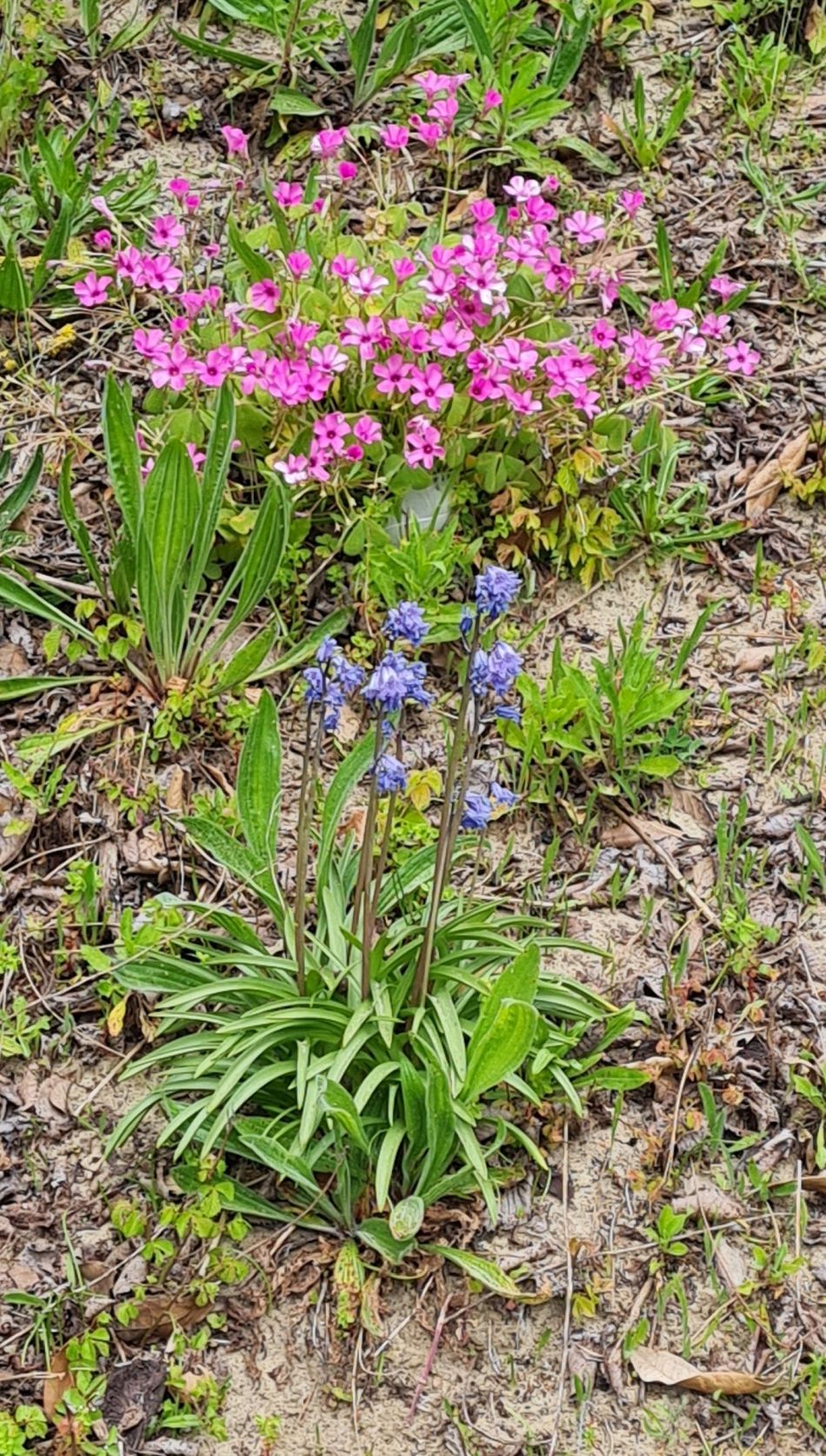 2024-04-22 52 Brading and Ryde.jpg