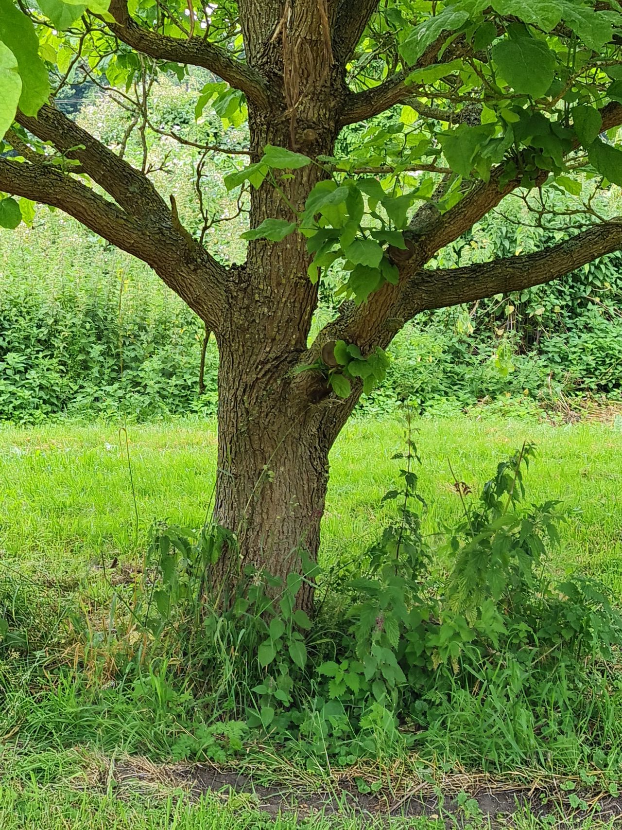 2024-06-30 05 Catalpa bignonioides Indian bean tree.jpg