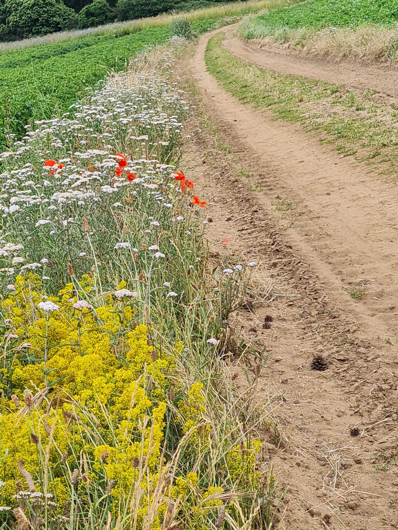 2024-06-30 06 Sutton Hoo.jpg
