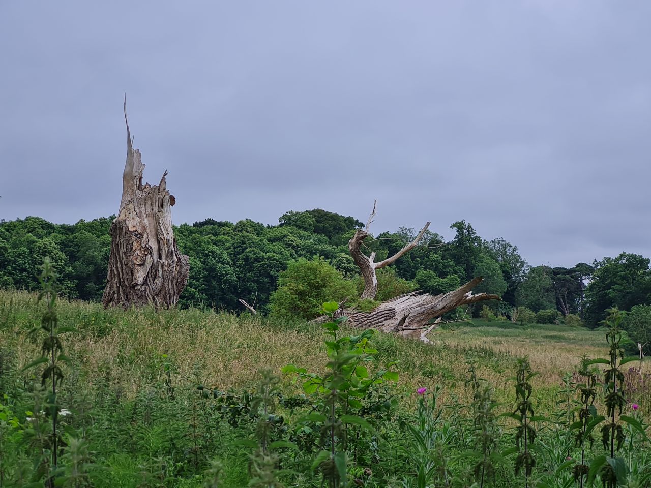 2024-06-30 09 Sutton Hoo.jpg