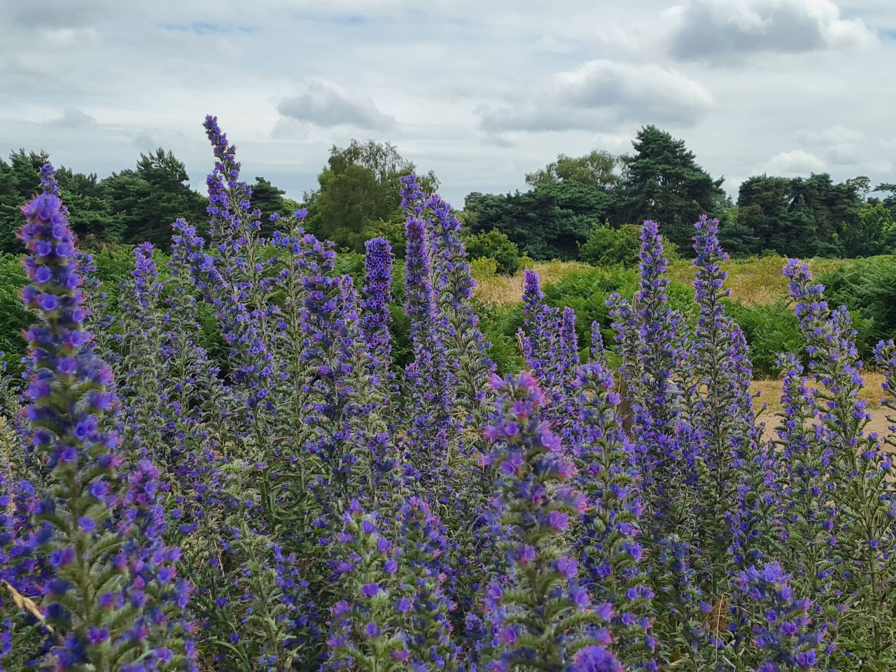 2024-06-30 31 Sutton Hoo.jpg
