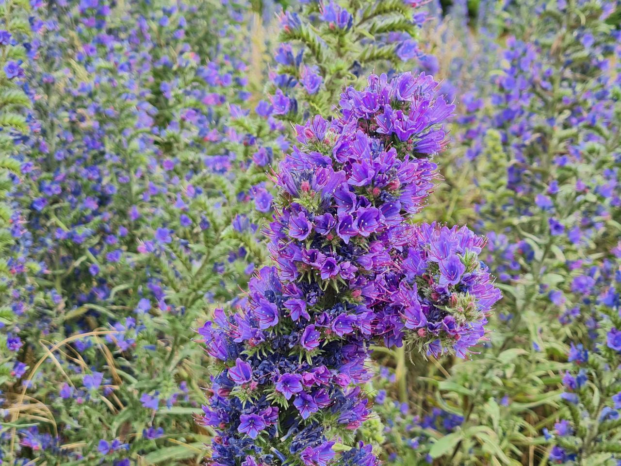 2024-06-30 33 Sutton Hoo.jpg