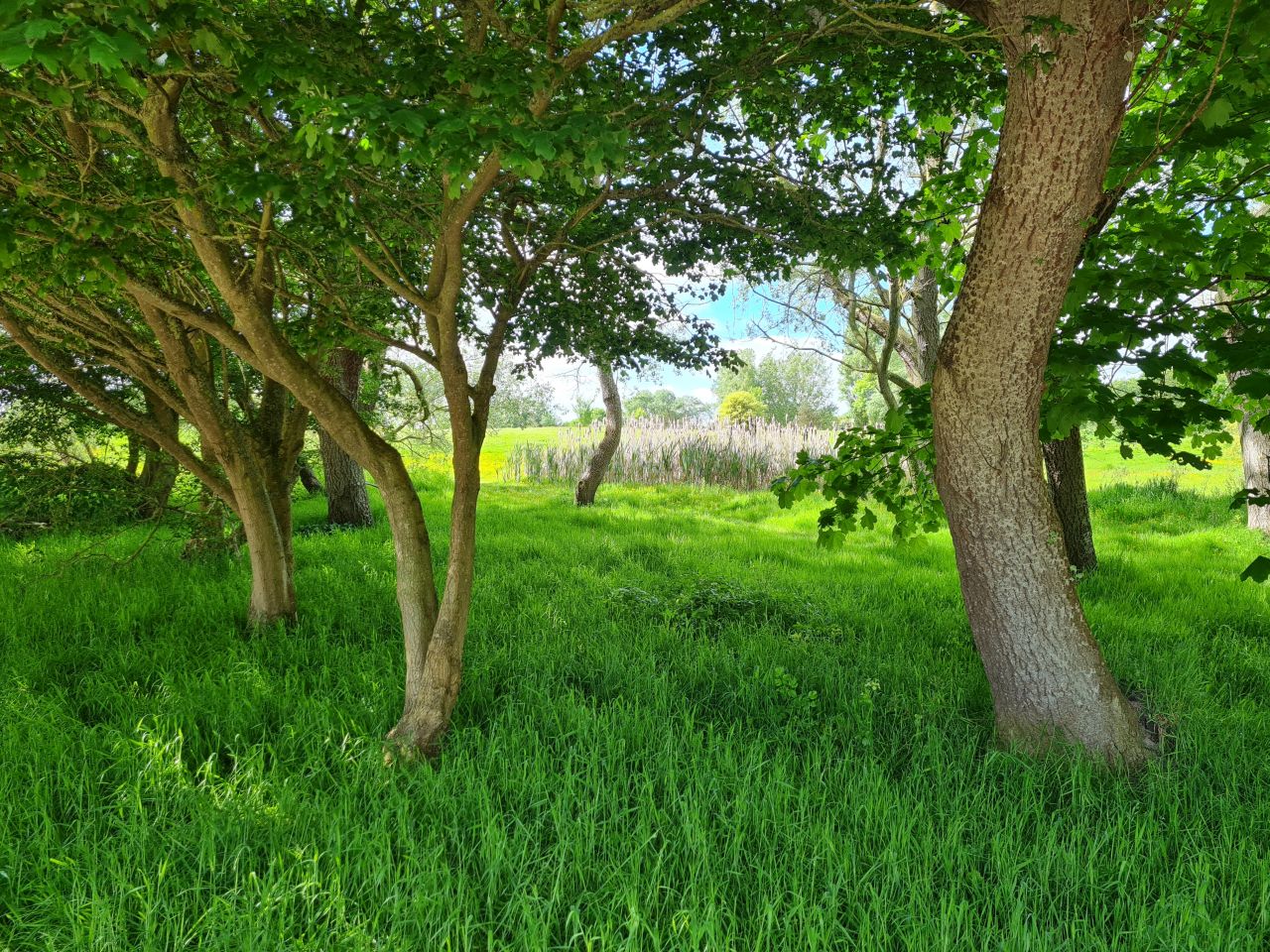 2024-05-24 02 Gunton and Corton.jpg