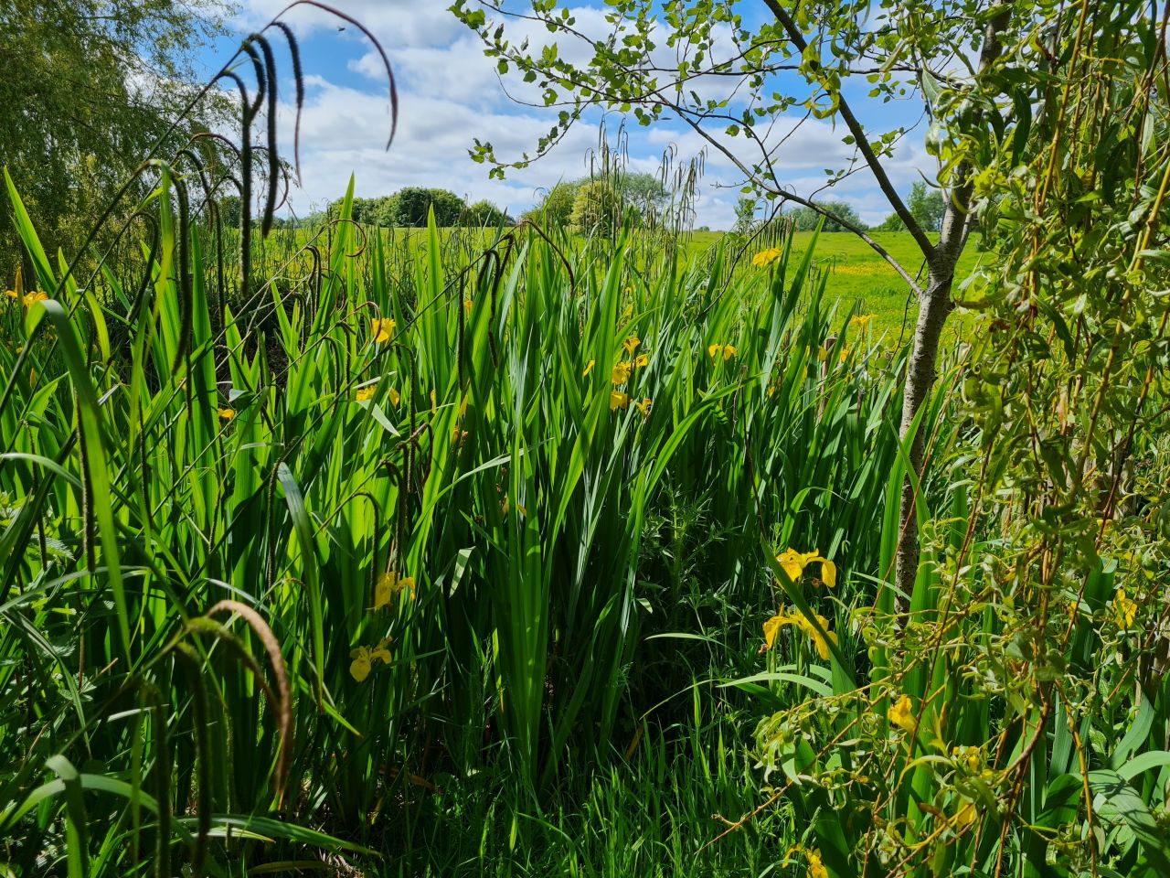 2024-05-24 07 Gunton and Corton.jpg