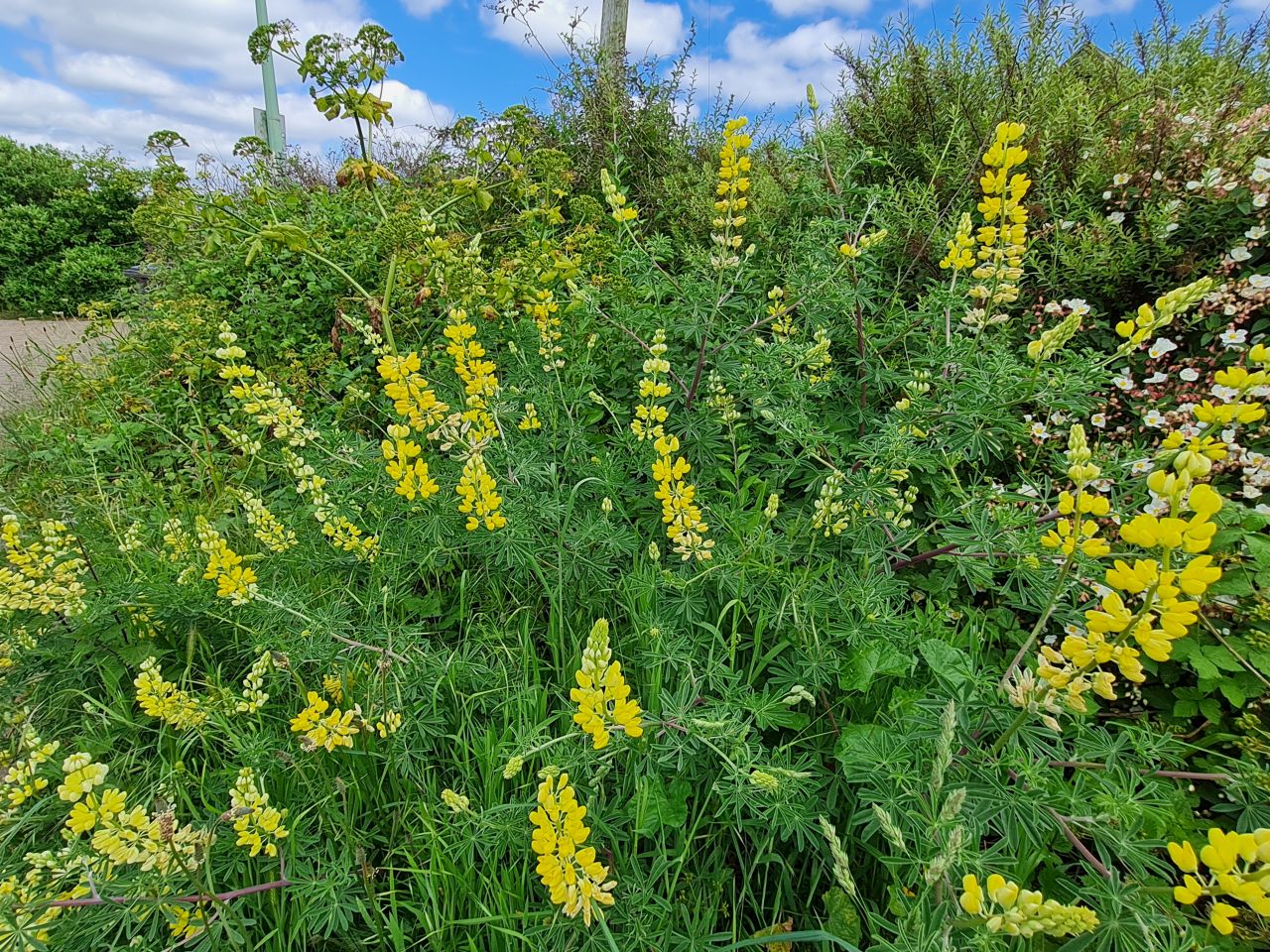 2024-05-24 21 Gunton and Corton.jpg