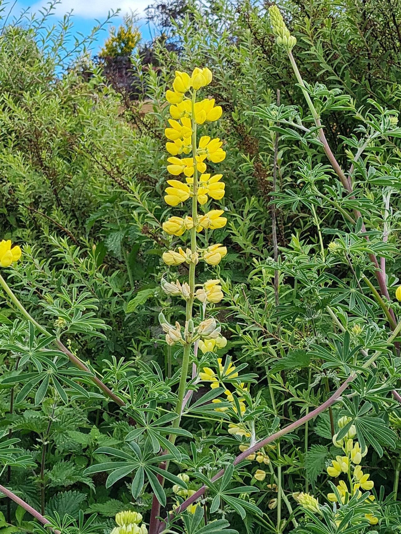 2024-05-24 22 Gunton and Corton.jpg