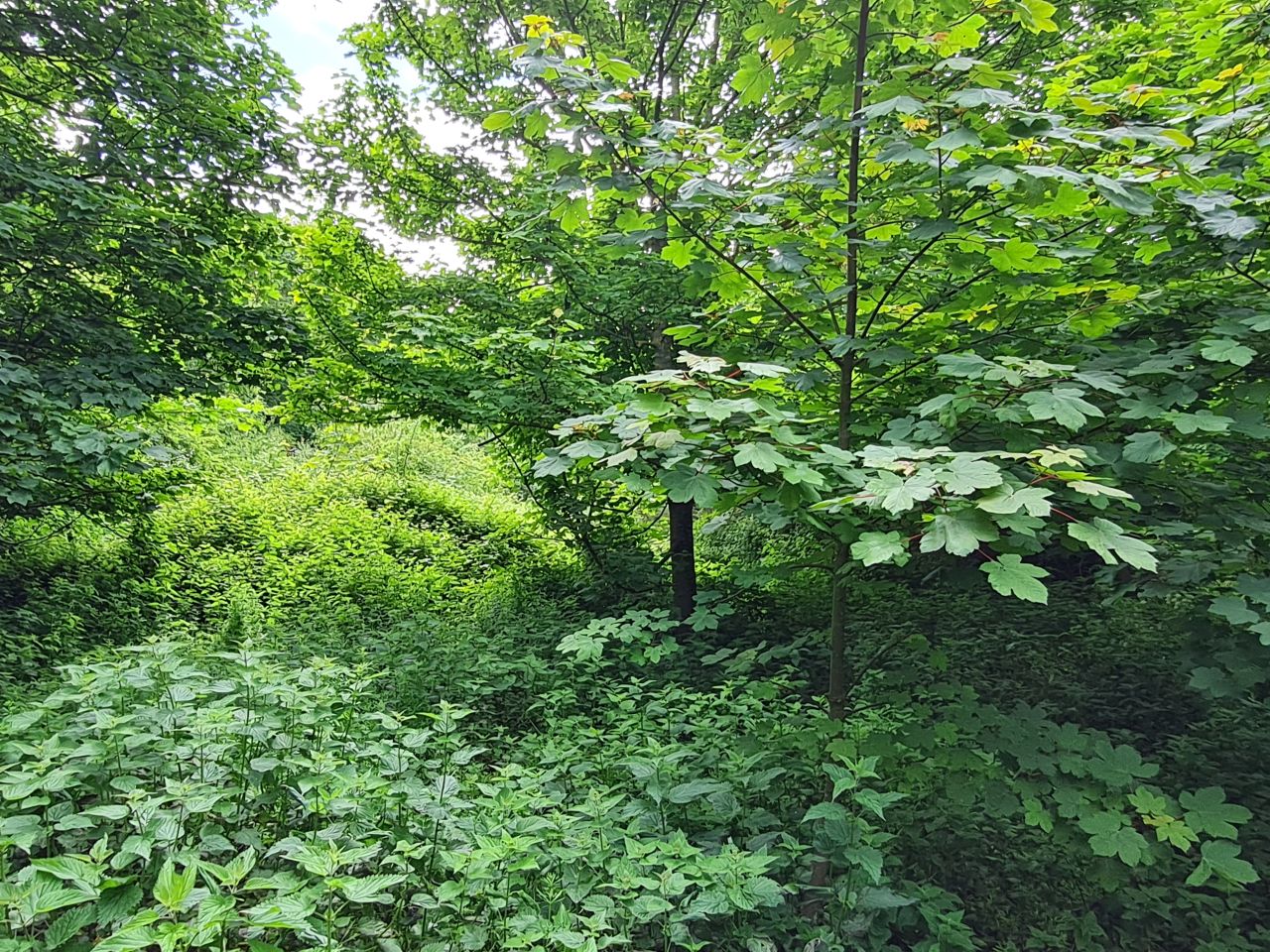 2024-05-24 31 Gunton and Corton.jpg